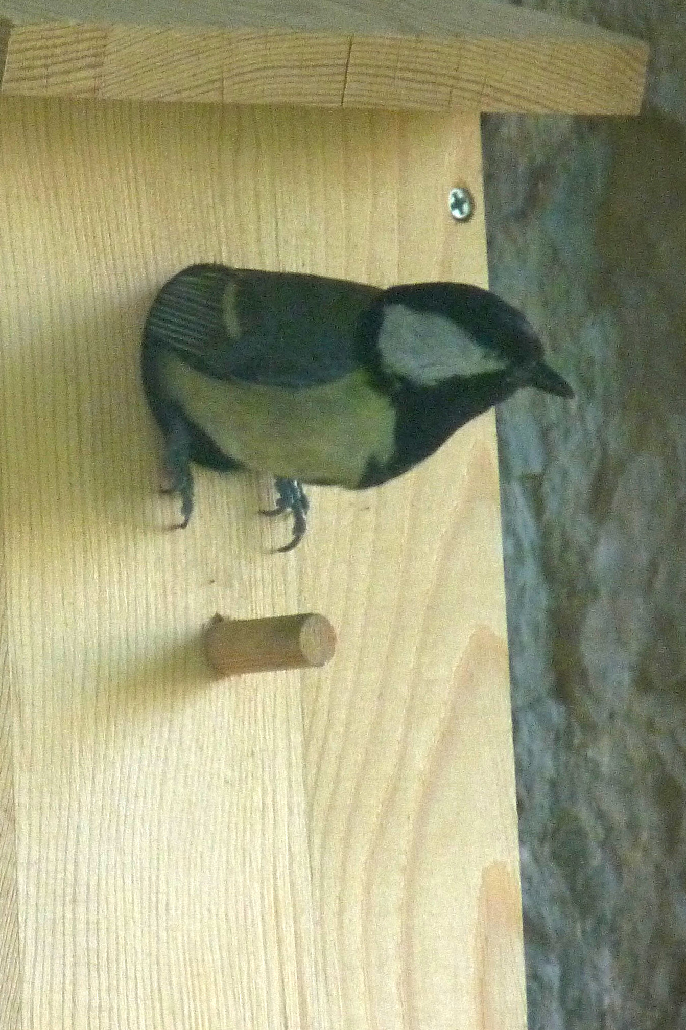 nestkast1.jpg