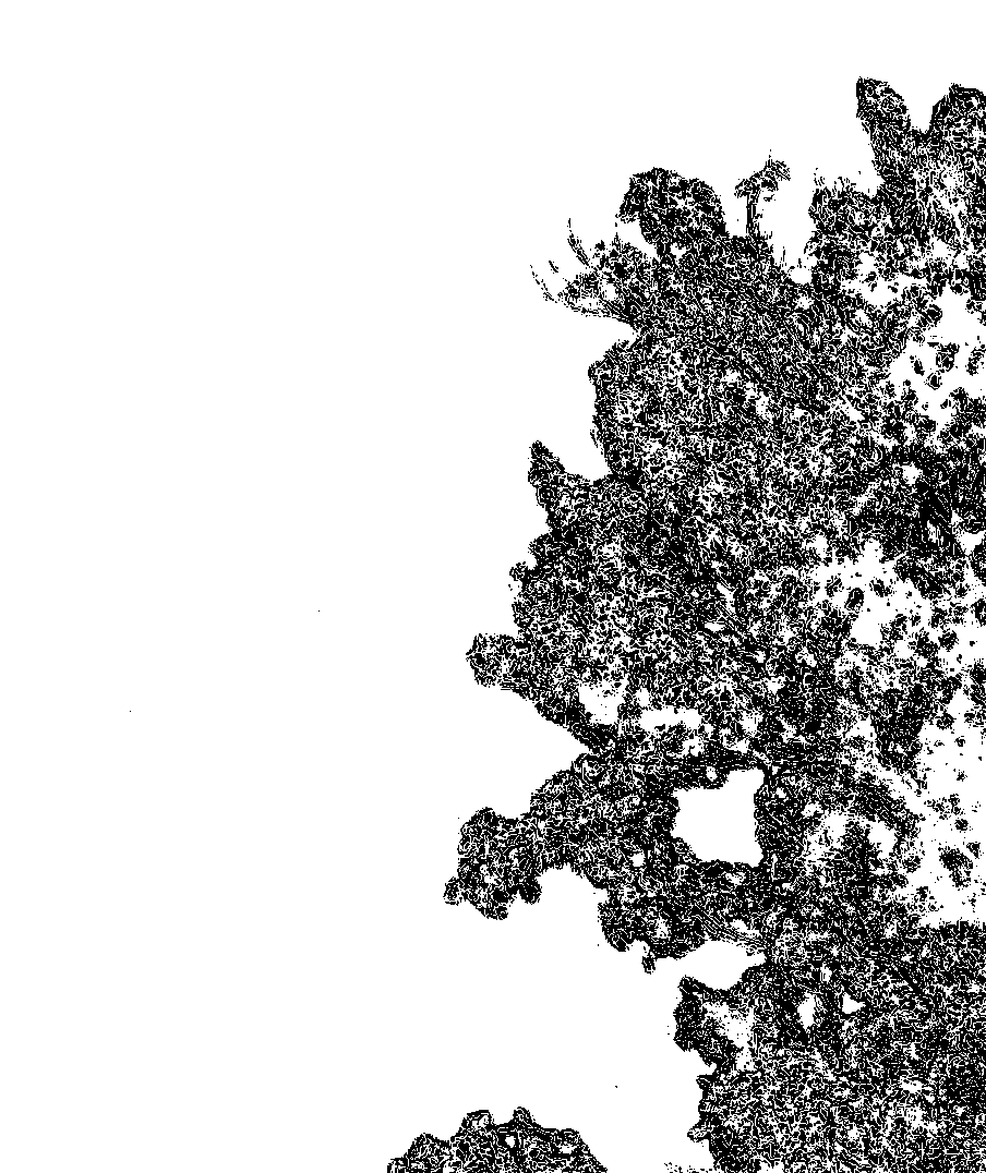 L1000037crp.png