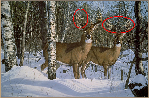 buckspng.png
