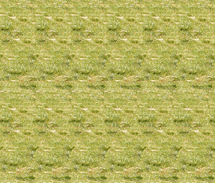 bront_grass.jpg