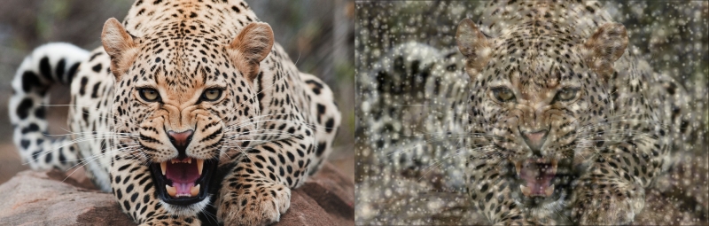 Splatech-Leopard1aSBSsmall.jpg