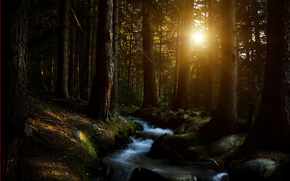 forests14-before.jpg