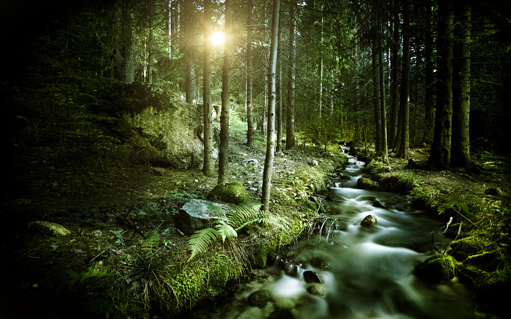 forests9-after.jpg