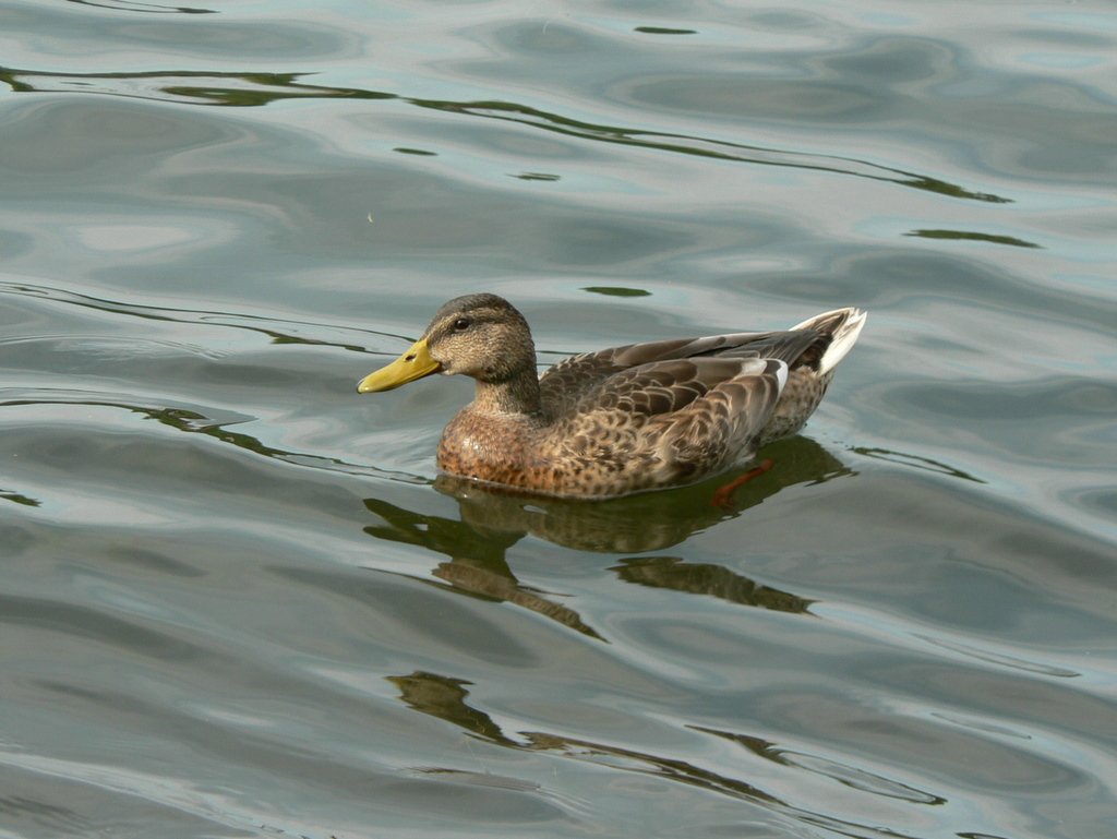 duck_original.jpg
