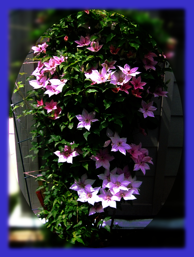 145_Clematis-Molly-DN.JPG