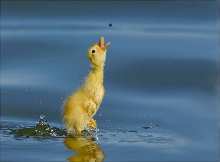 littleduck.jpg