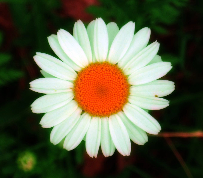 Daisy_MaxRGB_BlurG25_Ovlay_WHTpipette.jpg