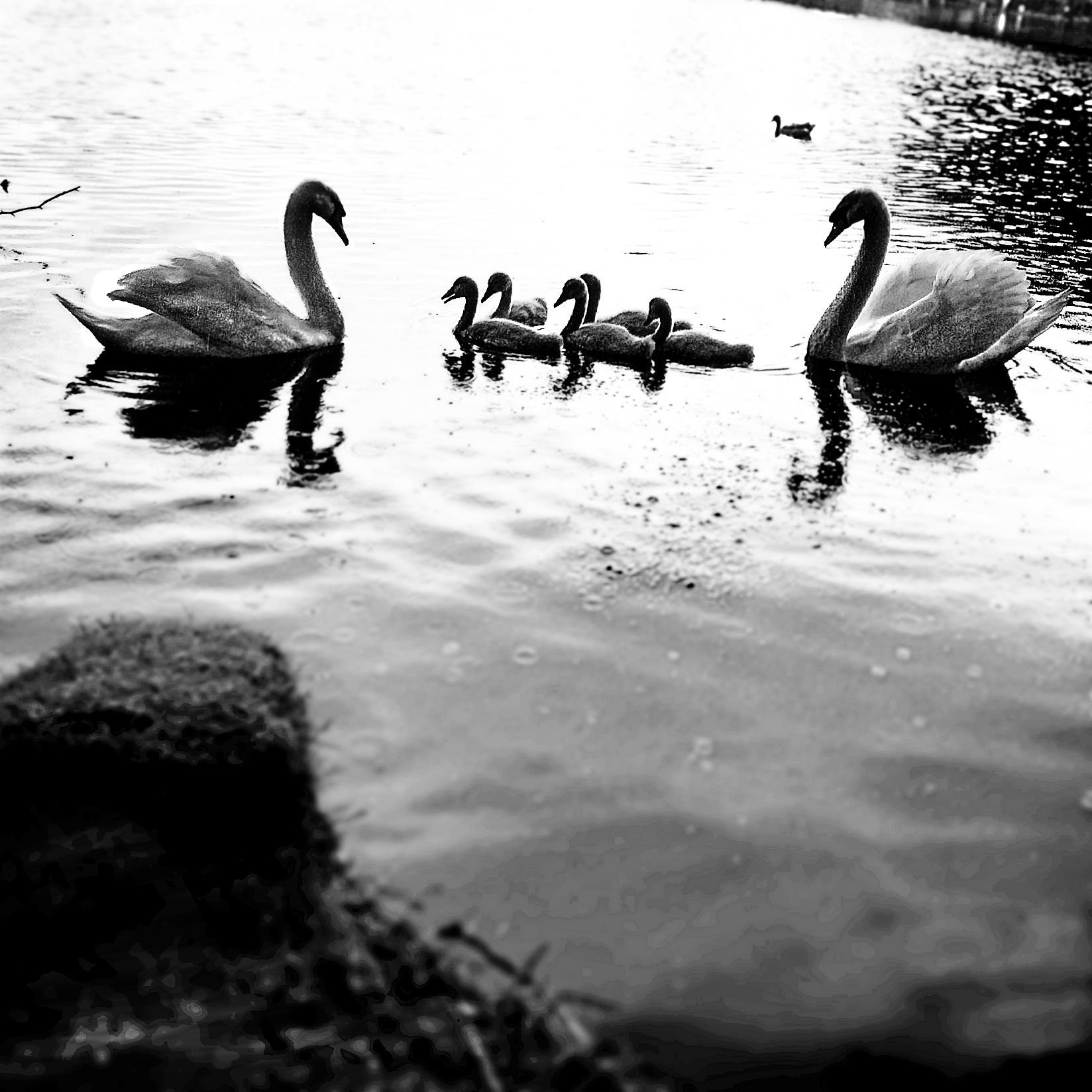 Ducksintheriver-lighter.png