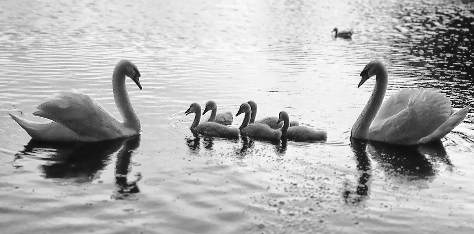 Ducksintheriver-original-new2.jpg