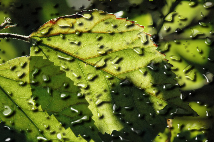 2004-10-15-hibiscus-leaf-GCdrops.jpg