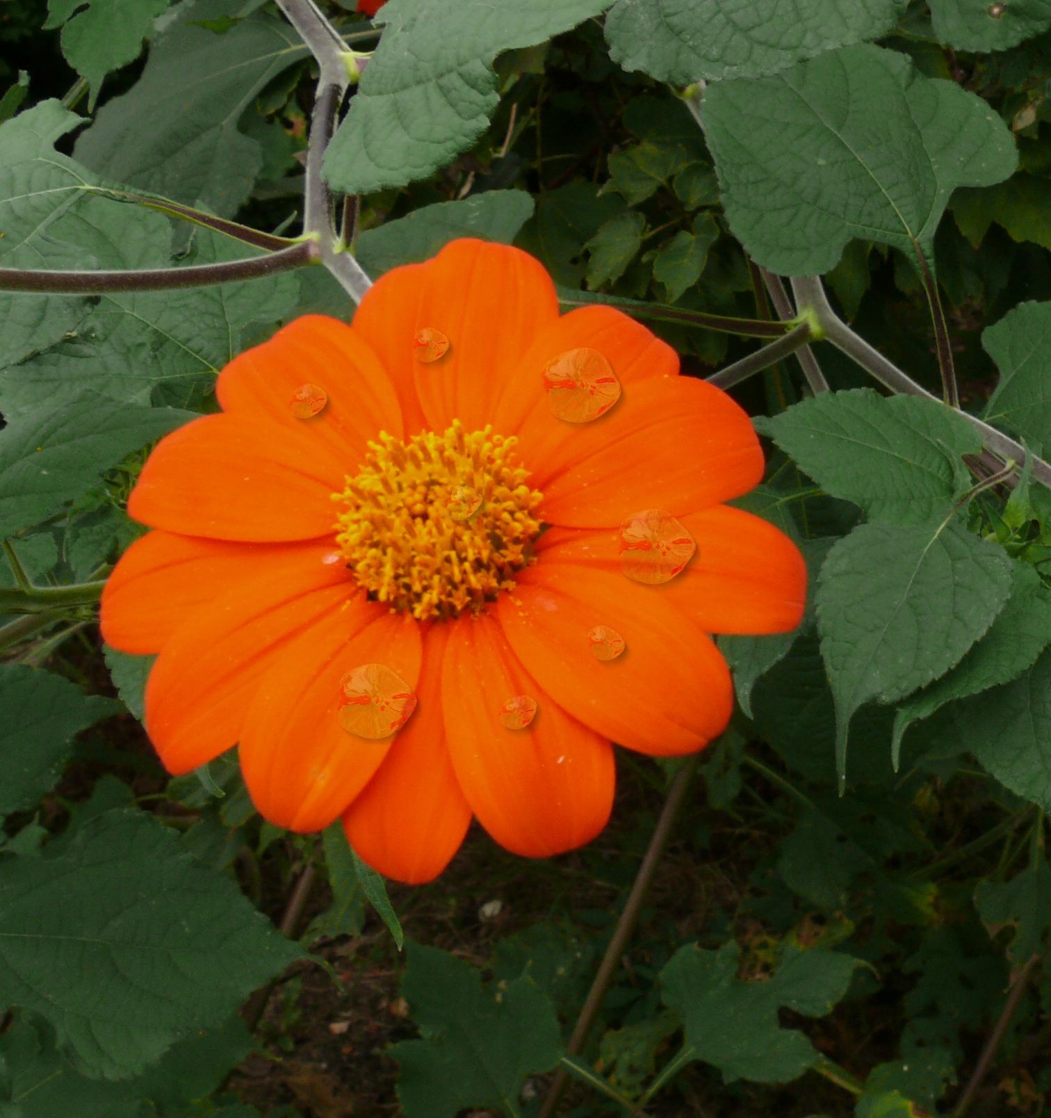 L1000114drop.JPG