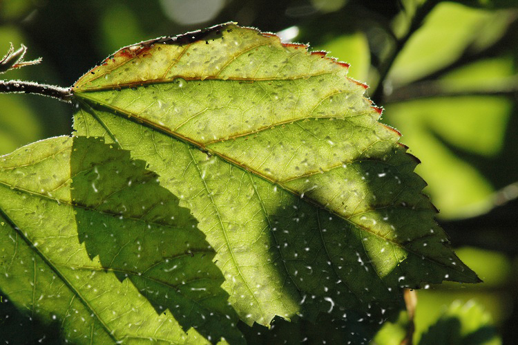 2004-10-15-hibiscus-leaf_GC-experiment.jpg