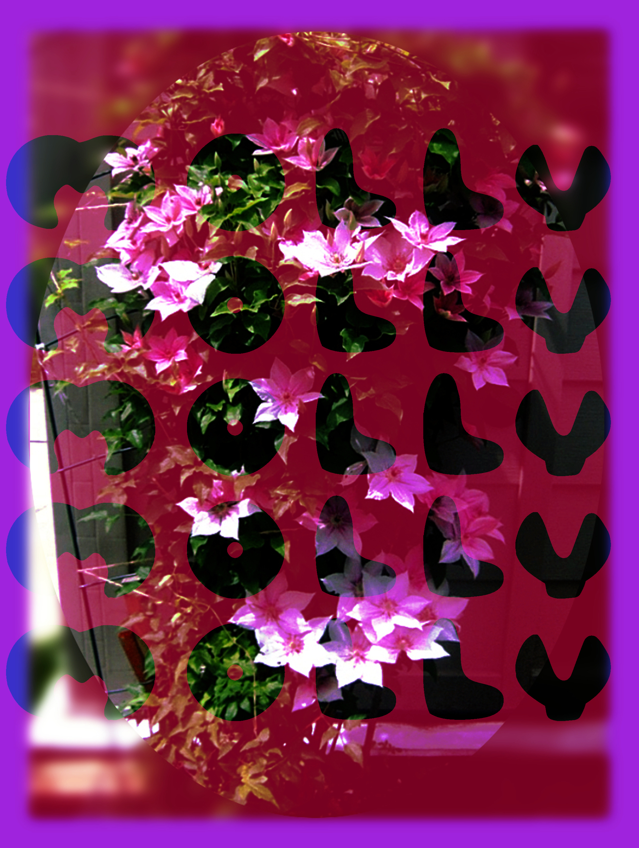 145_Clematis-Molly-DN_Glass-thru.JPG