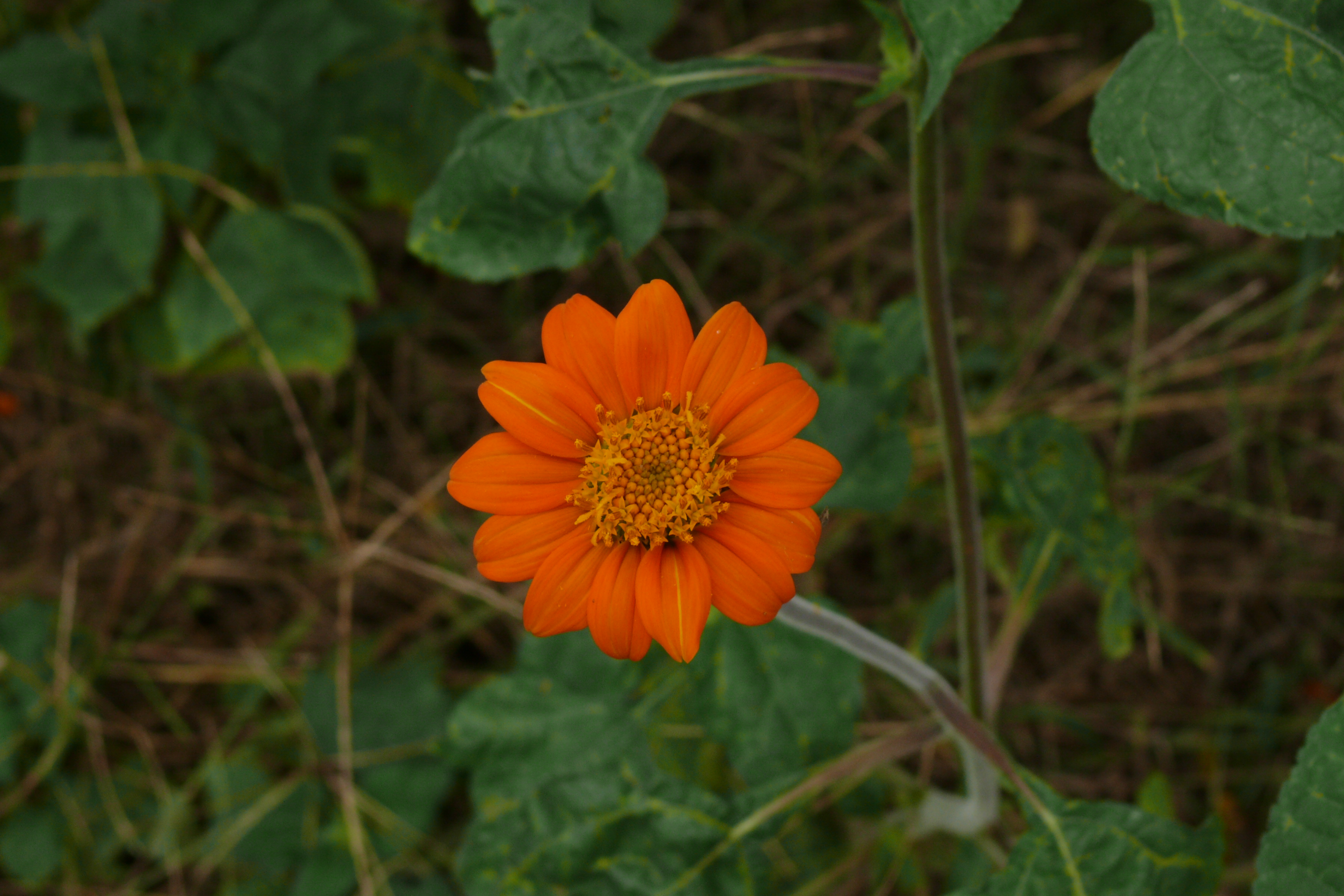 L1000145.JPG