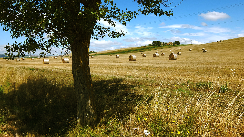 DSCF0869-oliva-res.png