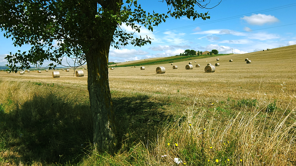 DSCF0869-asparago-res.png