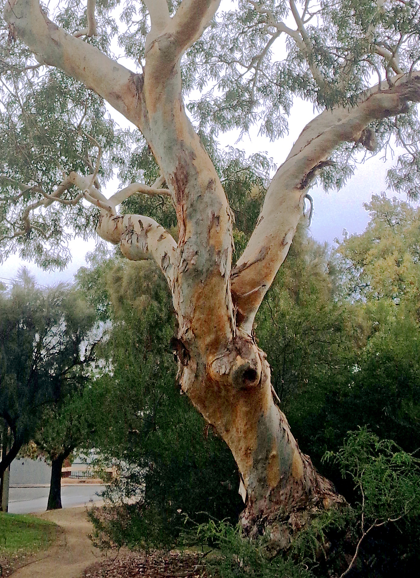 1831_P4240028cropped.JPG
