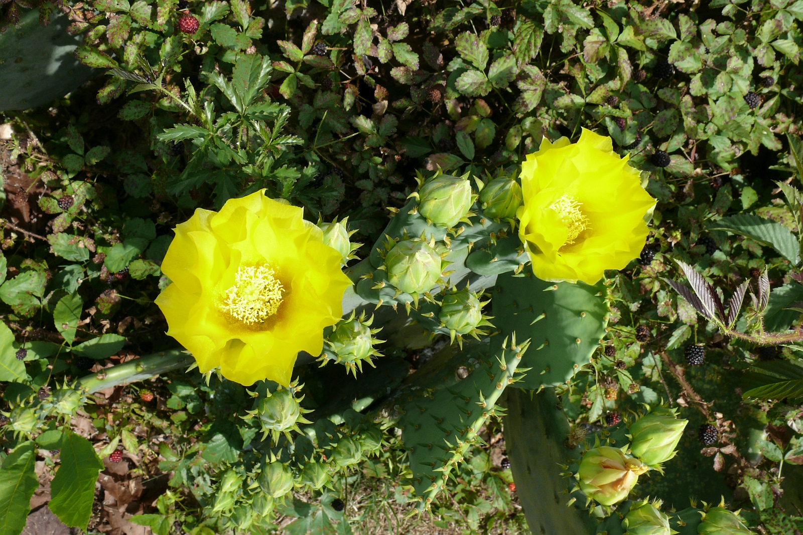 L1000159.JPG