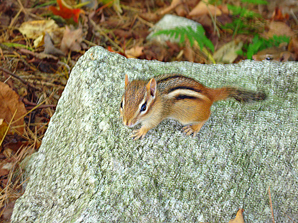 ref_squirrel.jpg