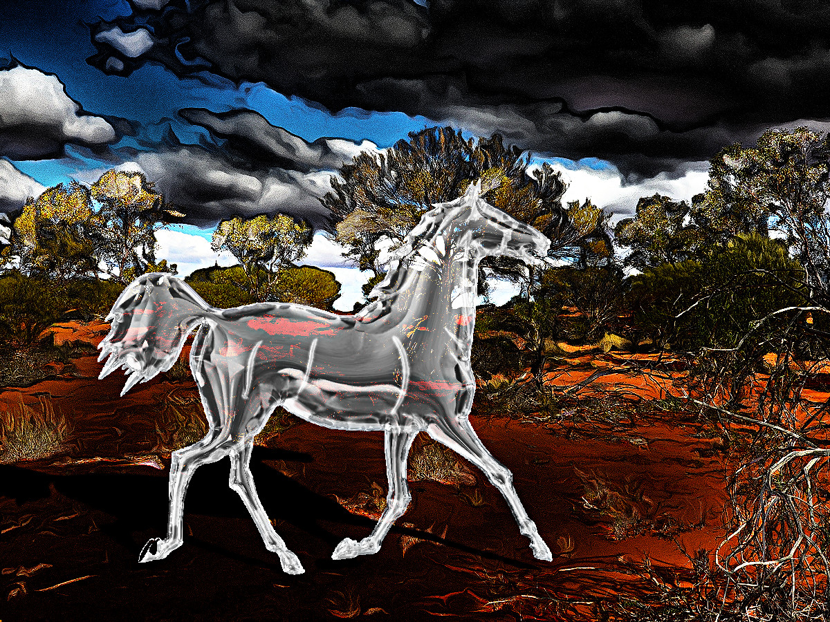 starter-dramatic brumby.JPG