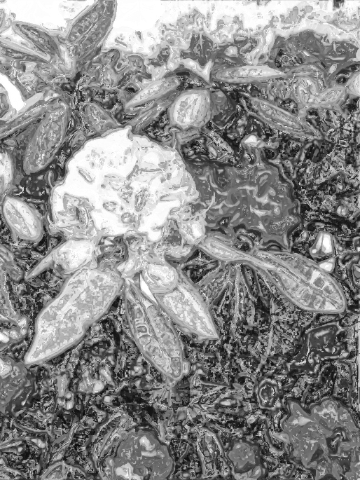 Crystallized%20Rhododendron-dn.jpg