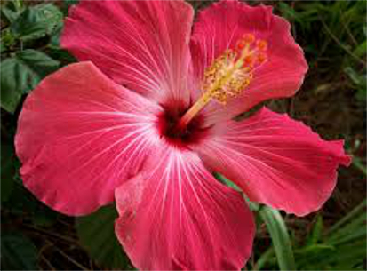 Hibiscus.jpg