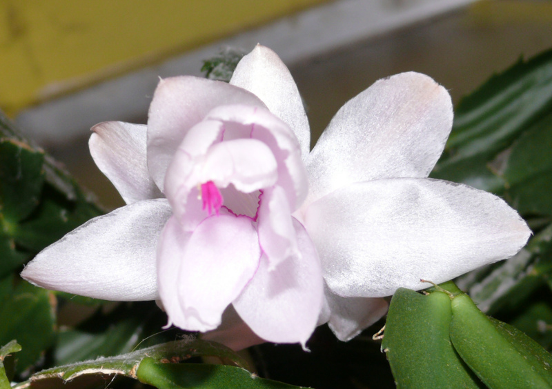 cactus_flower.jpg