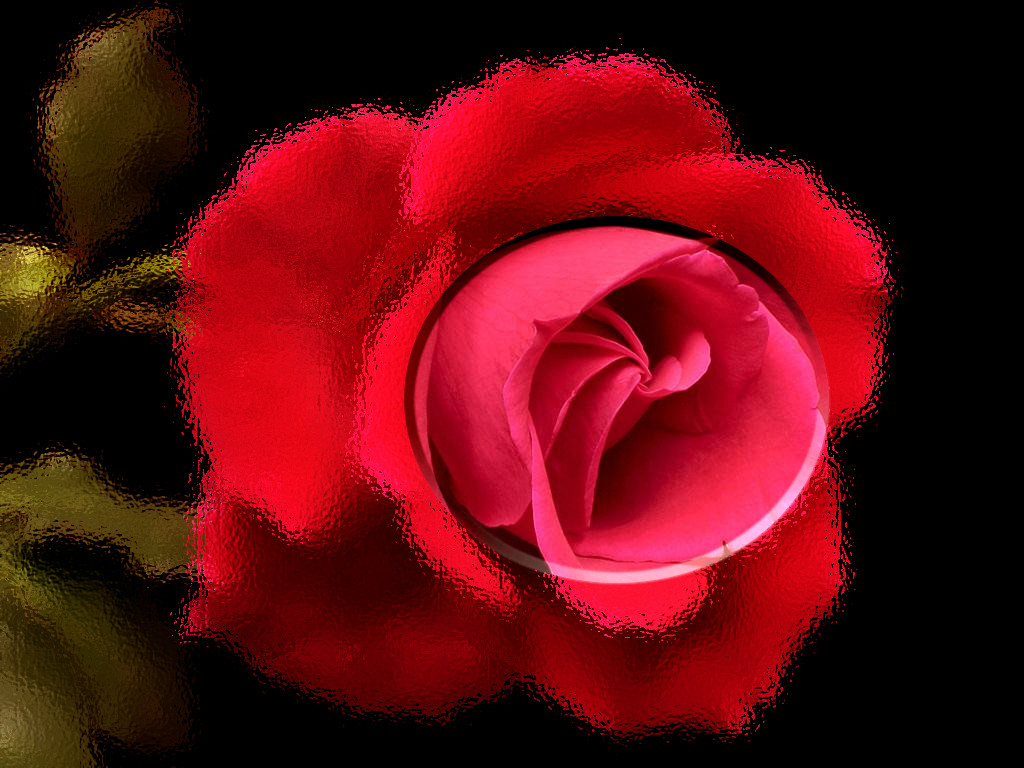 red-rose-1024x768-frame-script.jpg