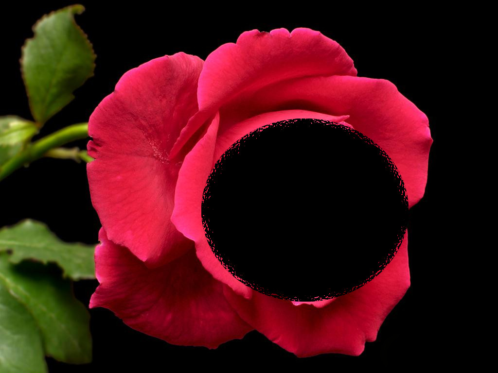 red-rose-1024x768-texturized-over-transp.jpg