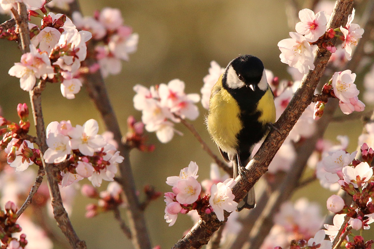 SpringIsComing.jpg
