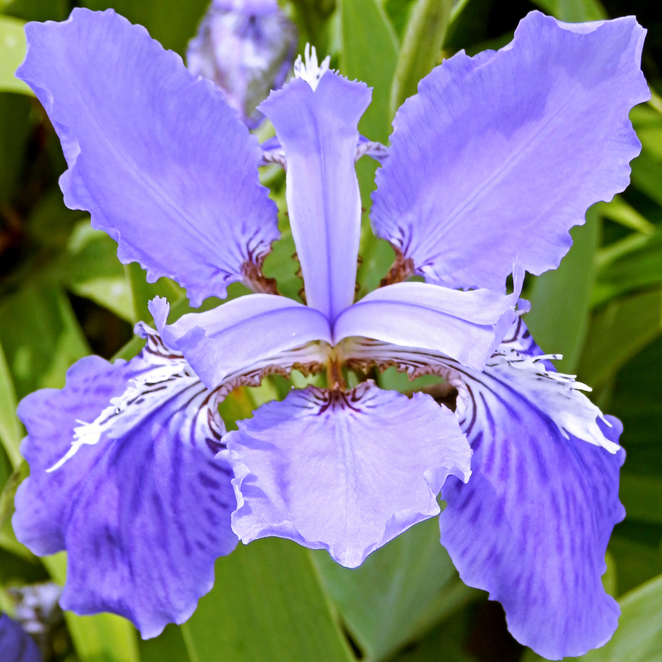 Iris species.JPG