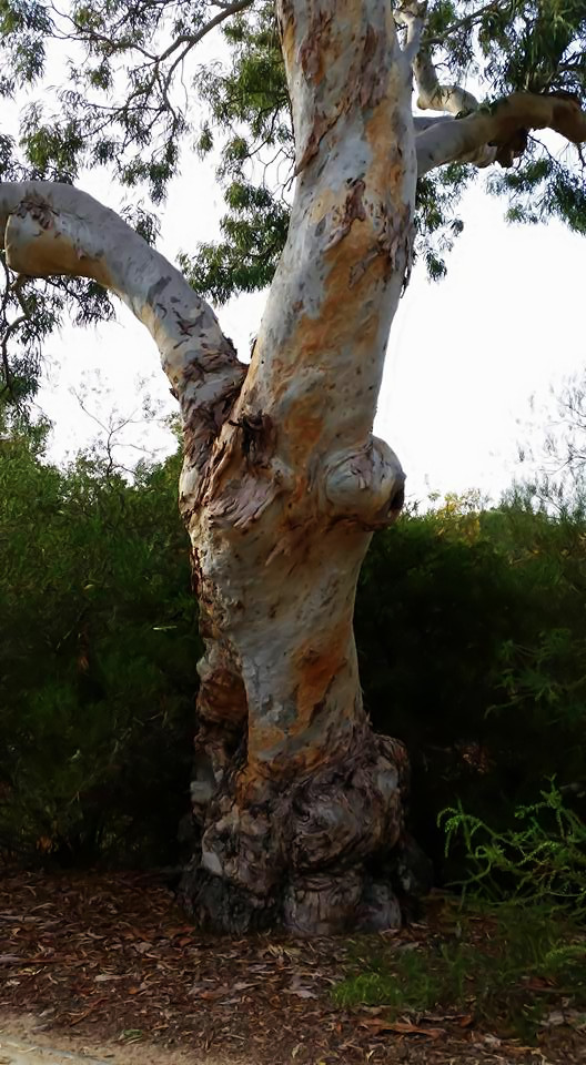 1831_gum%20tree-GMIC-Colour-Lab-Issa-try3.jpg