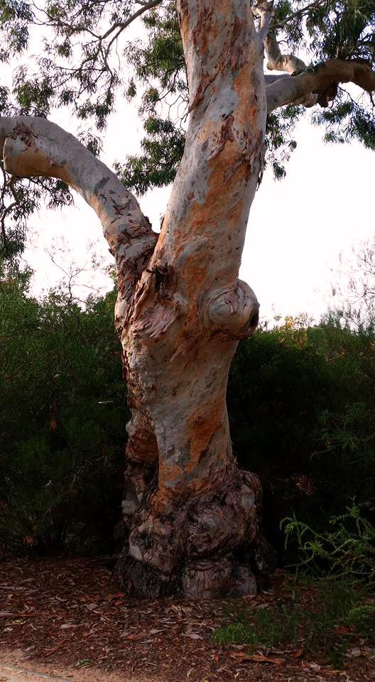 1831_gum%20tree-Brightness&contrast-Issa-try1.jpg