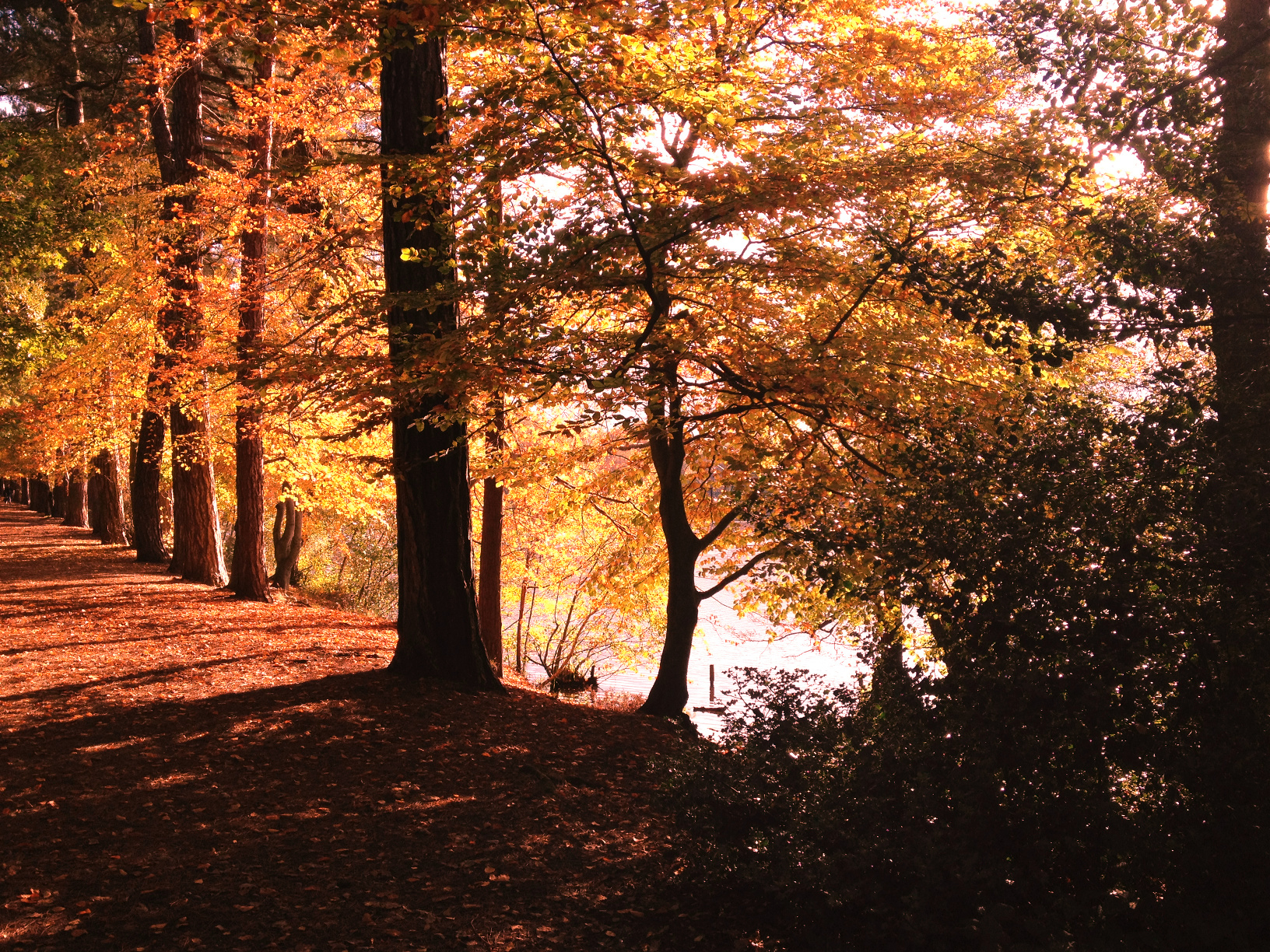 autumn.JPG