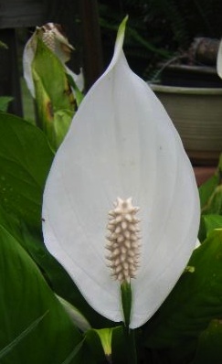 anthurium.jpg