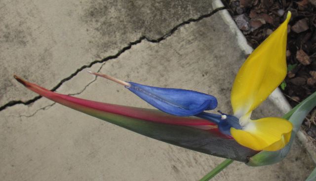 bird of paradise2.jpg