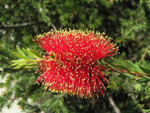 bottlebrush.jpg