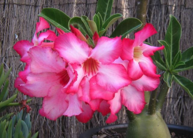 desertrose.jpg