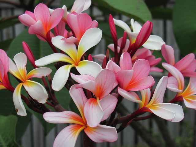 frangipani.jpg