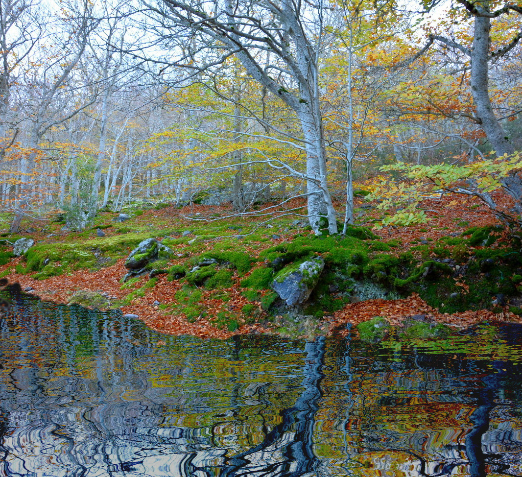 forestwater.JPG
