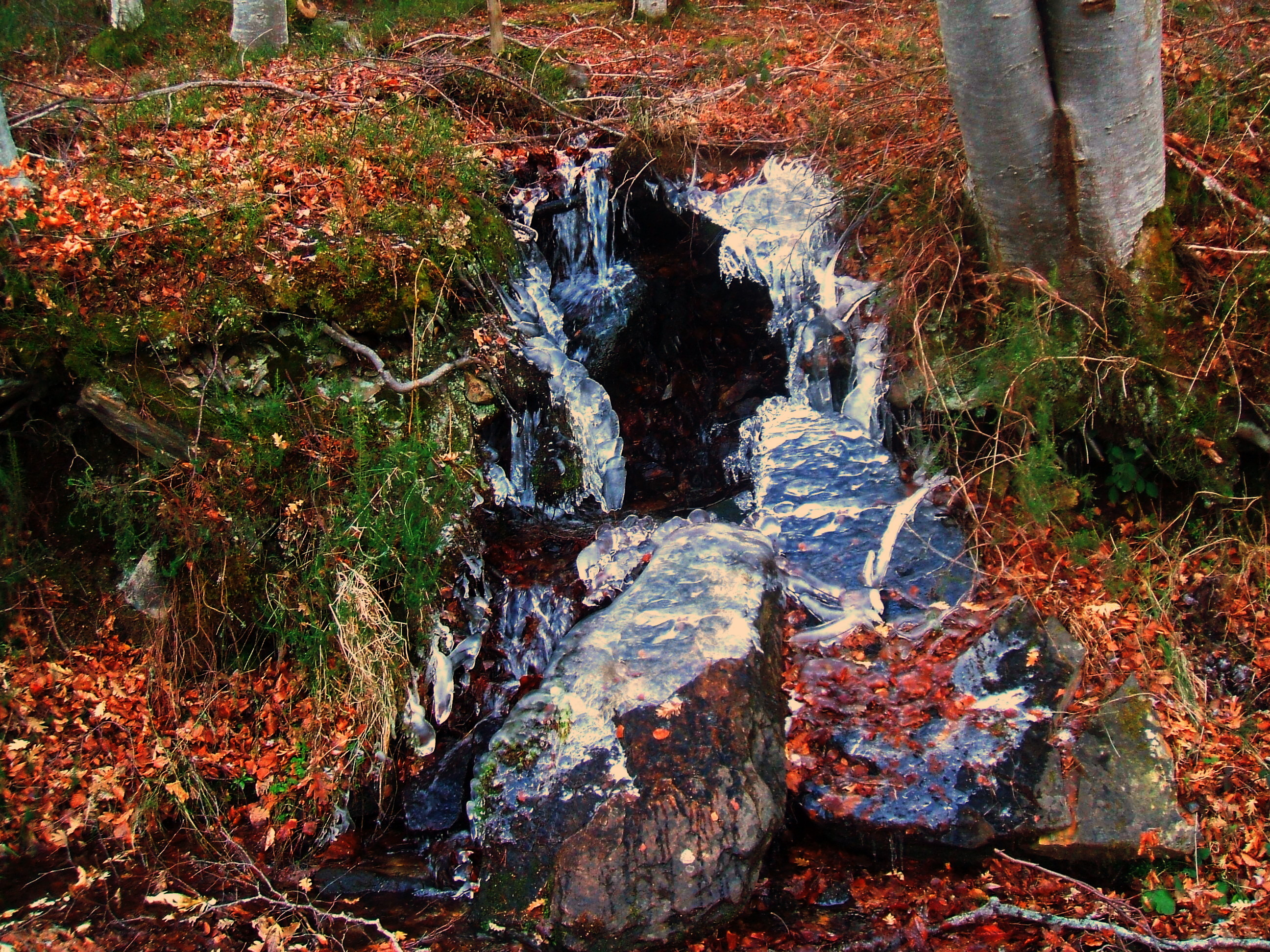 DSCF7611-dn1.JPG