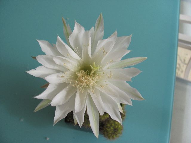 cactus.jpg
