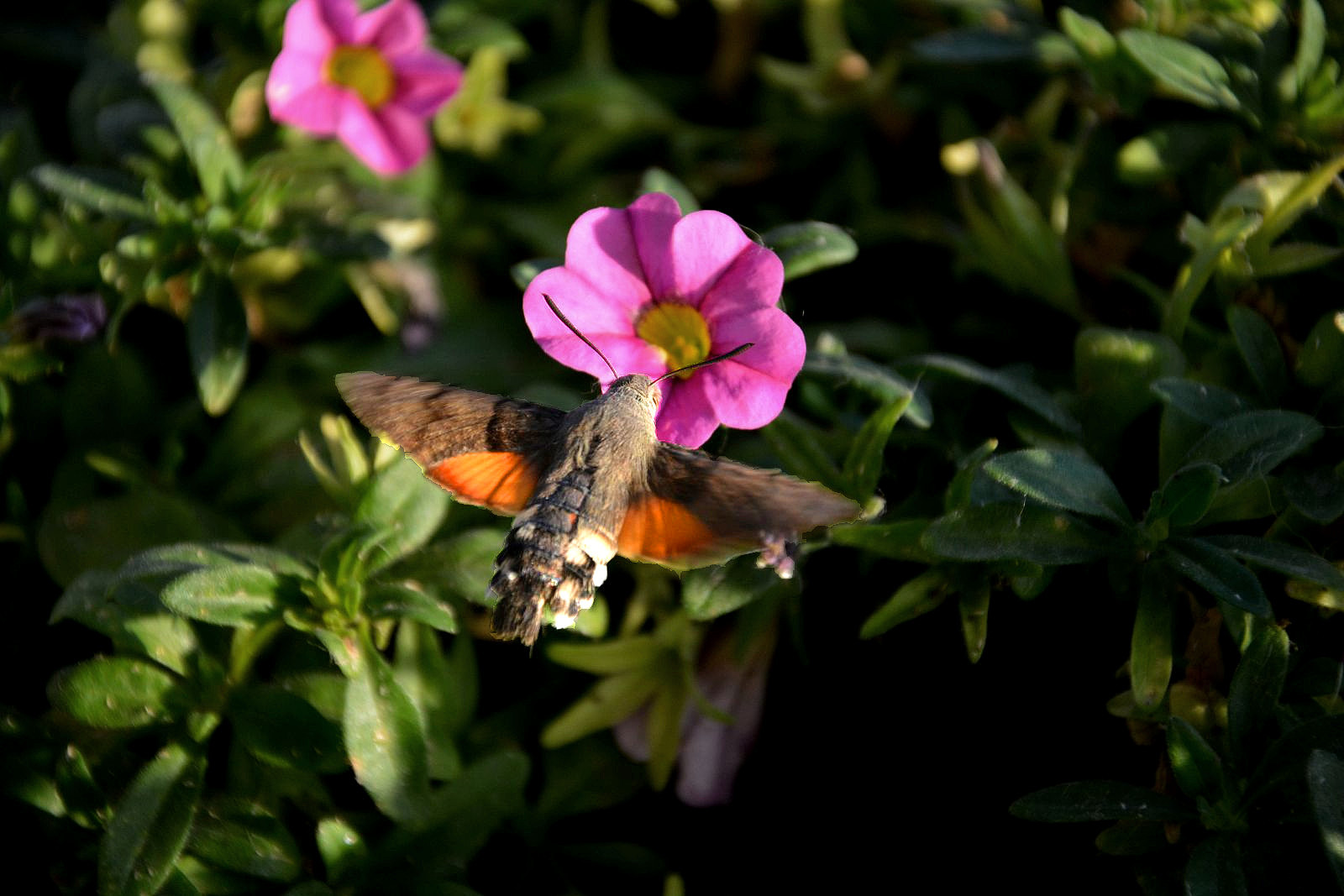 DSC_0111_d.JPG