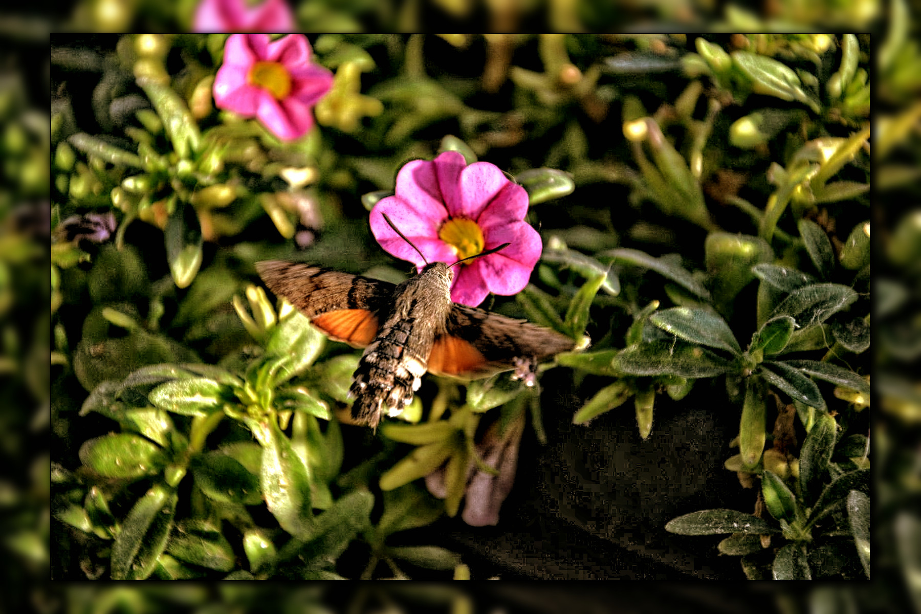 DSC_0111.JPG