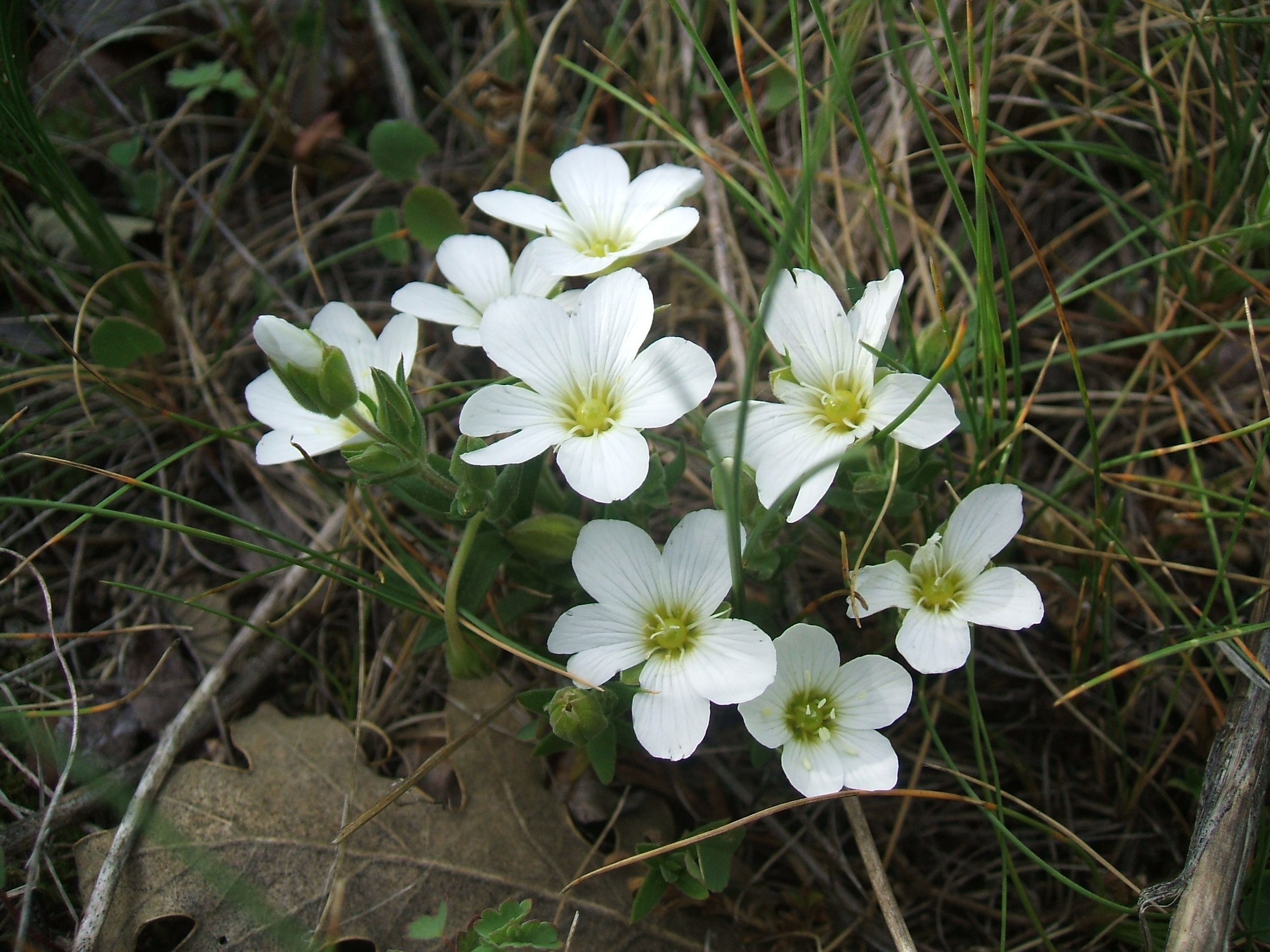 Flores silvestres 005 - Moncayo.jpg