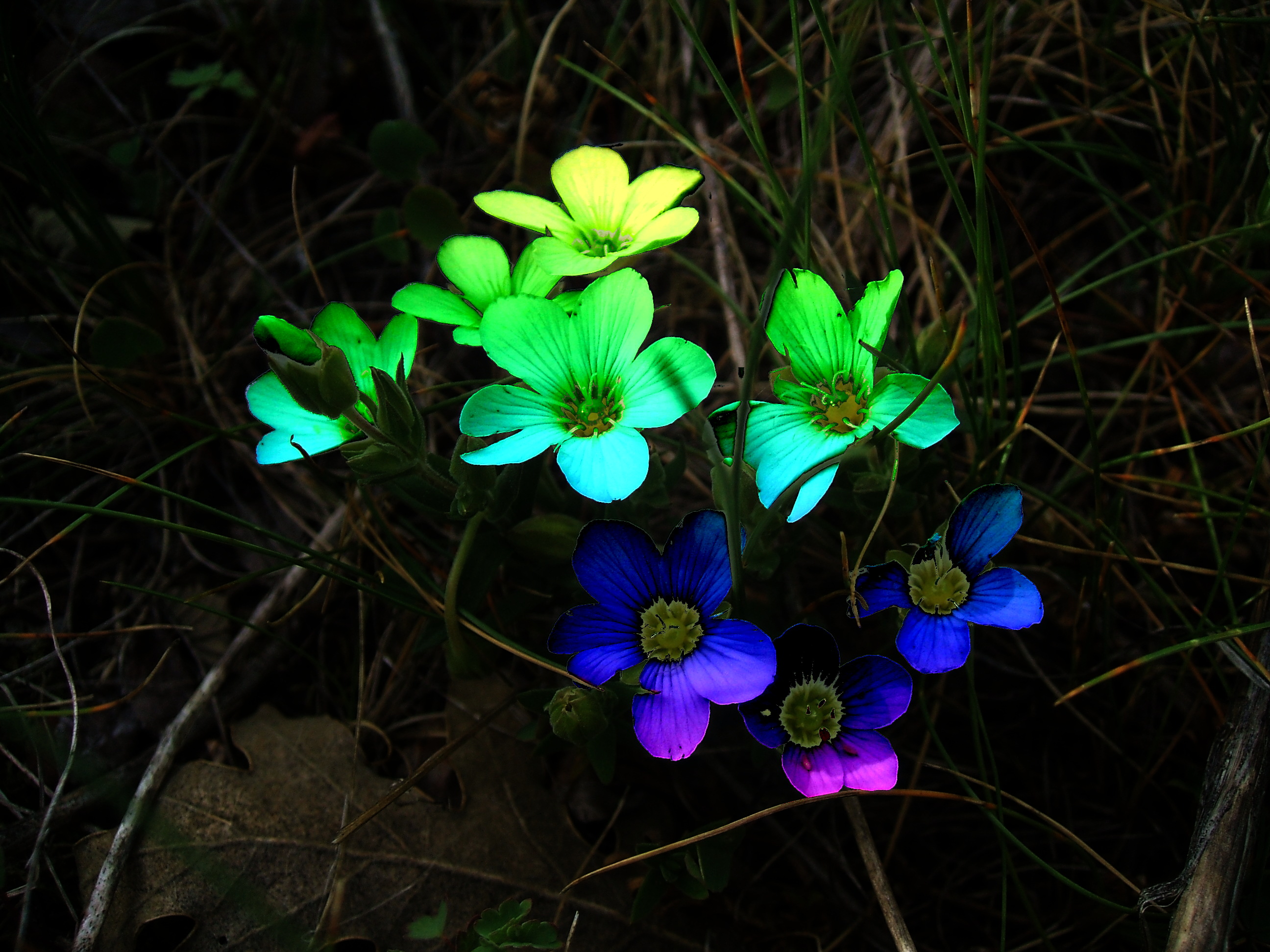 Flores%20silvestres%20005%20-%20Moncayo-dn1.jpg