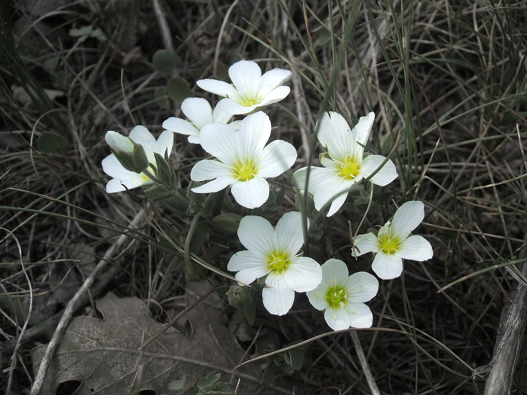Flores silvestres.jpg