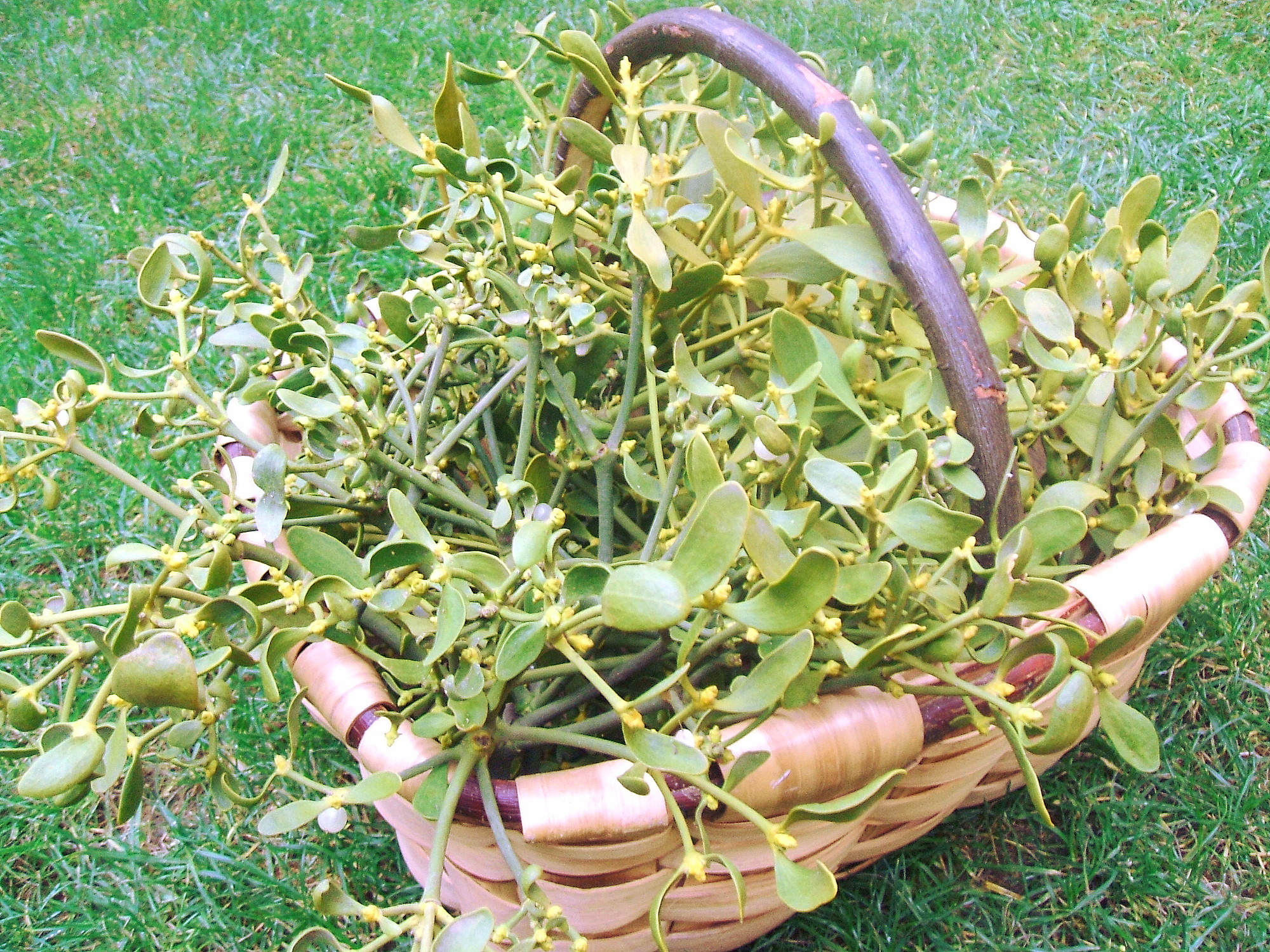 basket.JPG