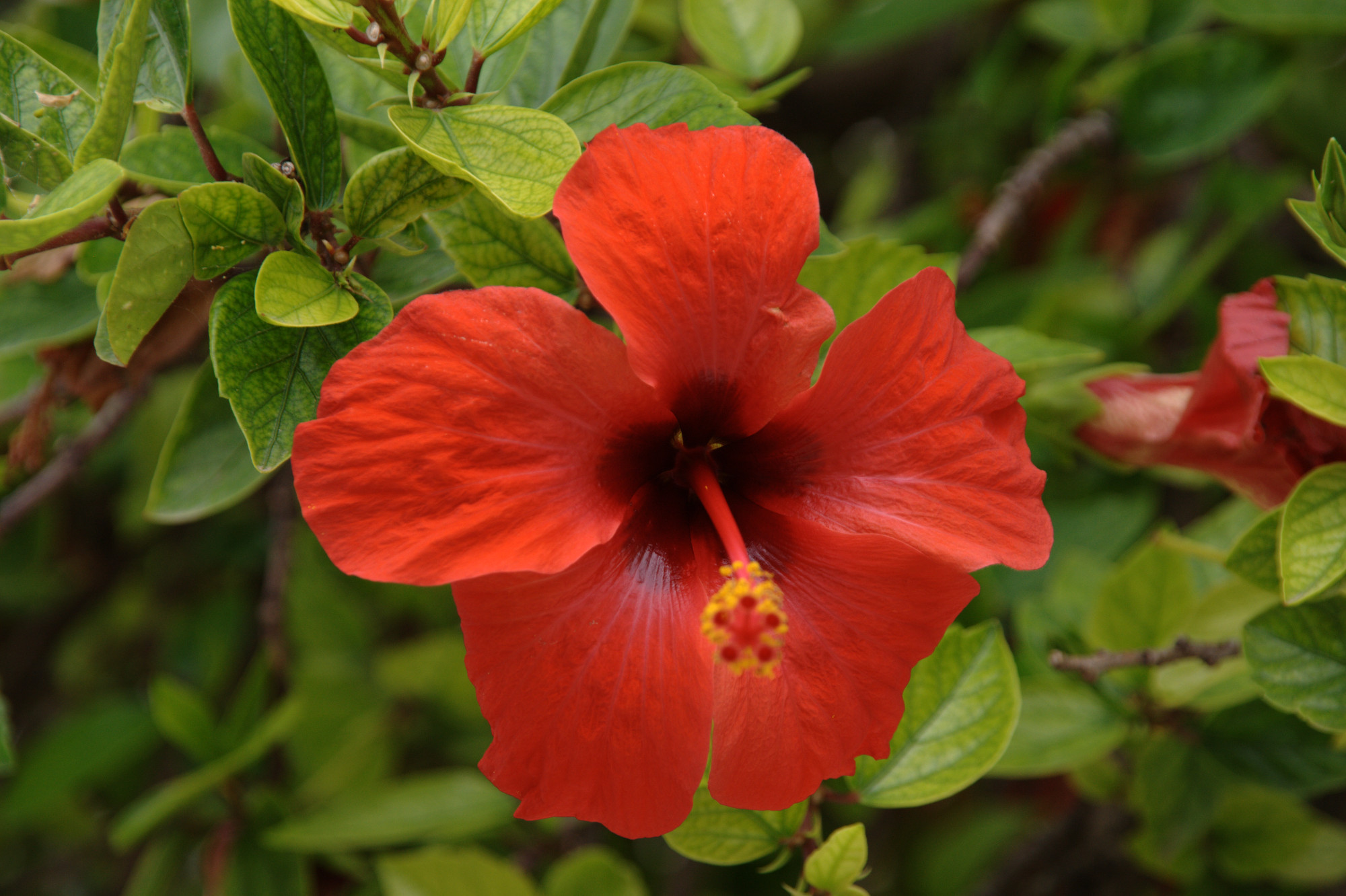 red_flower.jpg