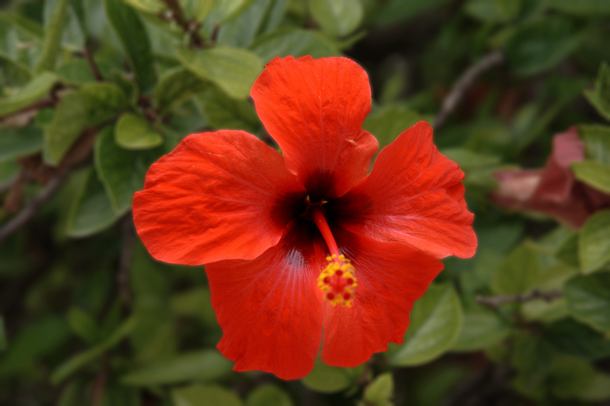 red_flower.jpg